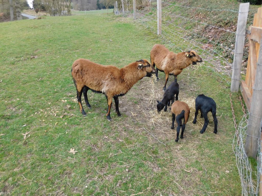 Ferienbauernhof Familie Stratmann Eslohe Exterior foto
